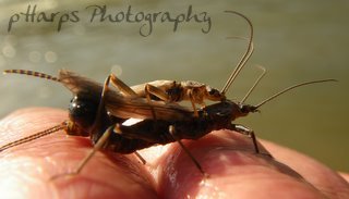 Skwala Stonefly